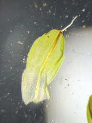Syntrichia laevipila