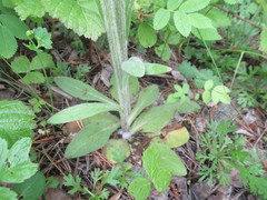 Tephroseris porphyrantha