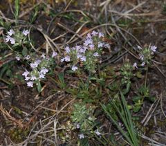 Thymus serpyllum serpyllum