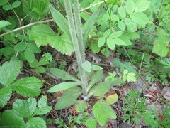 Tephroseris porphyrantha