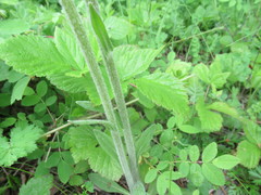 Tephroseris porphyrantha