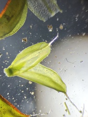 Syntrichia laevipila
