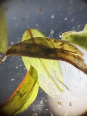 Syntrichia laevipila