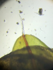 Syntrichia laevipila