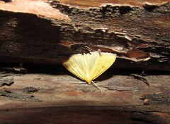 Mecyna flavalis