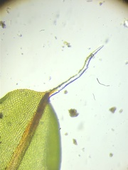 Syntrichia laevipila