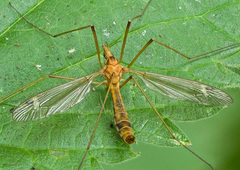 Tipula lunata