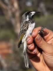 Purnella albifrons