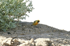 Epthianura aurifrons