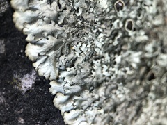 Xanthoparmelia tinctina