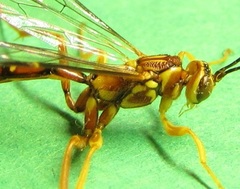 Megarhyssa greenei