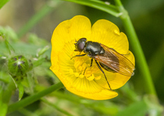 Cheilosia albitarsis