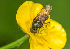 Cheilosia albitarsis