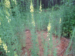 Linaria acutiloba