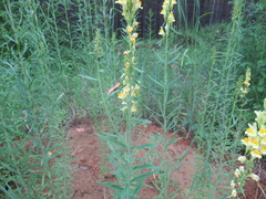 Linaria acutiloba