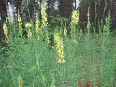 Linaria acutiloba