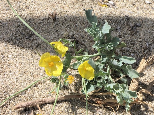 Yellow Horned Poppy
