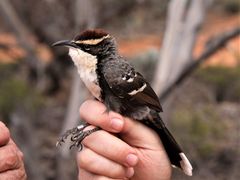 Pomatostomus ruficeps