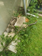 Cucullia scrophulariae