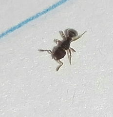 Tetramorium walshi