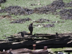 Acridotheres cristatellus