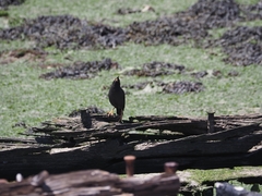 Acridotheres cristatellus