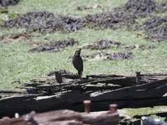 Acridotheres cristatellus