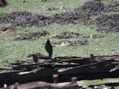 Acridotheres cristatellus