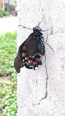 Battus philenor acauda