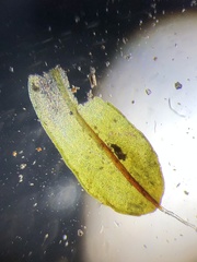 Syntrichia laevipila