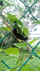 Battus philenor acauda