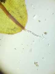 Syntrichia laevipila
