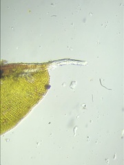 Syntrichia laevipila