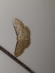 Idaea politaria