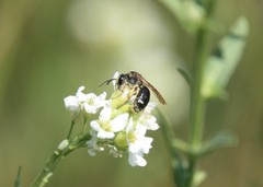 Andrena crataegi