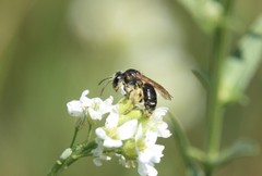 Andrena crataegi