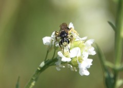 Andrena crataegi