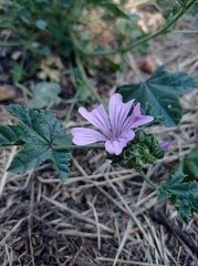 Malva sylvestris
