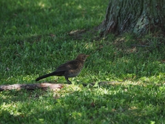 Turdus merula