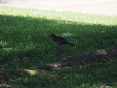 Turdus merula