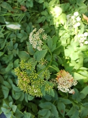 Aegopodium podagraria