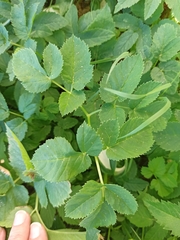 Aegopodium podagraria