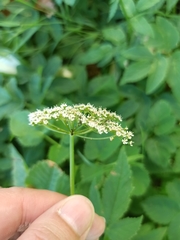 Aegopodium podagraria