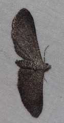 Ectropis hieroglyphica