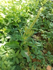 Rumex obtusifolius
