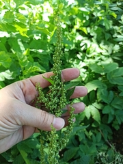 Rumex obtusifolius
