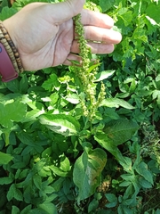 Rumex obtusifolius