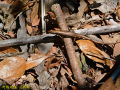 Sphenomorphus indicus