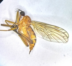 Empis stercorea