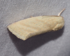Earias paralella